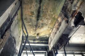 Why You Should Choose Our Mold Remediation Services in (206) 803-13630